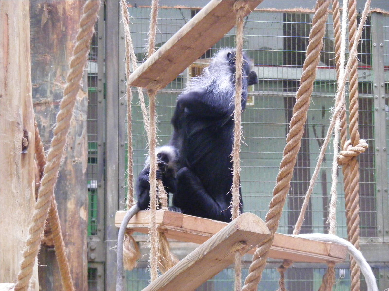 Colobus monkeys at Marwell Wildlife, 9 October 2010