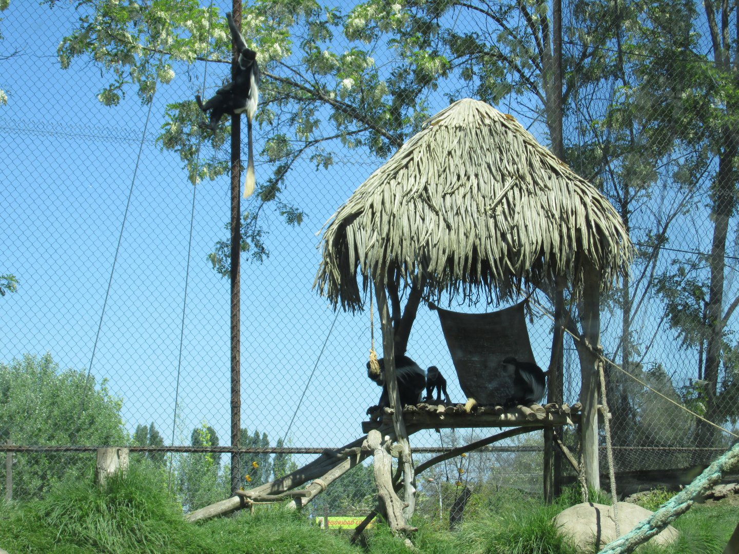 colobus monkeys buin zoo