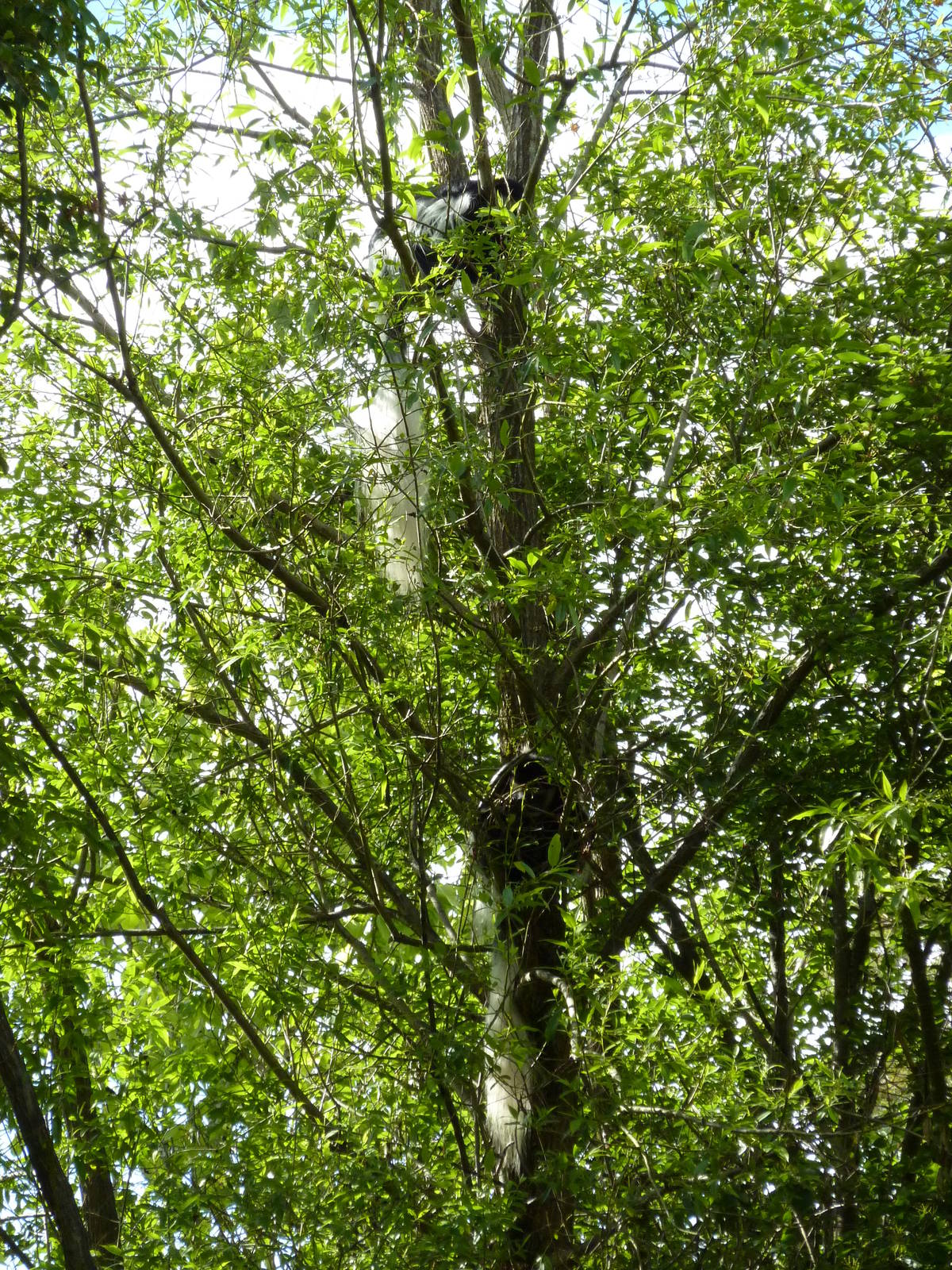 Colobus Monkeys Hiding In Their Tree