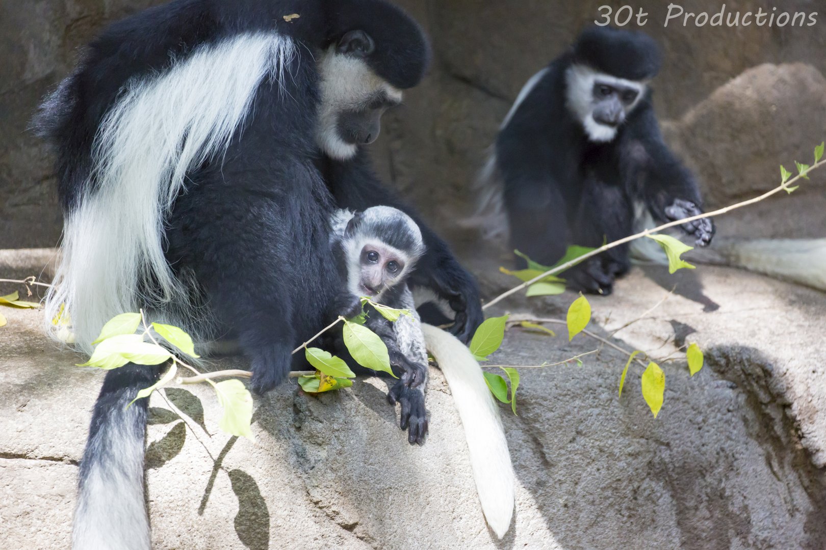 Colobus Monkeys including baby