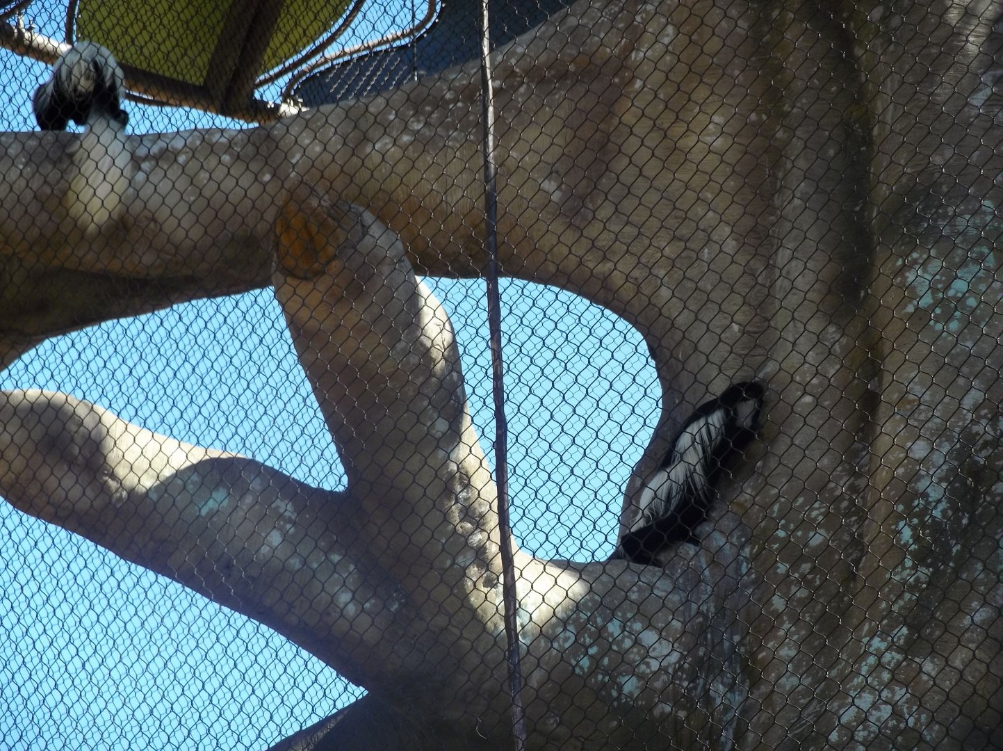 Colobus Monkeys is Kapok Tree