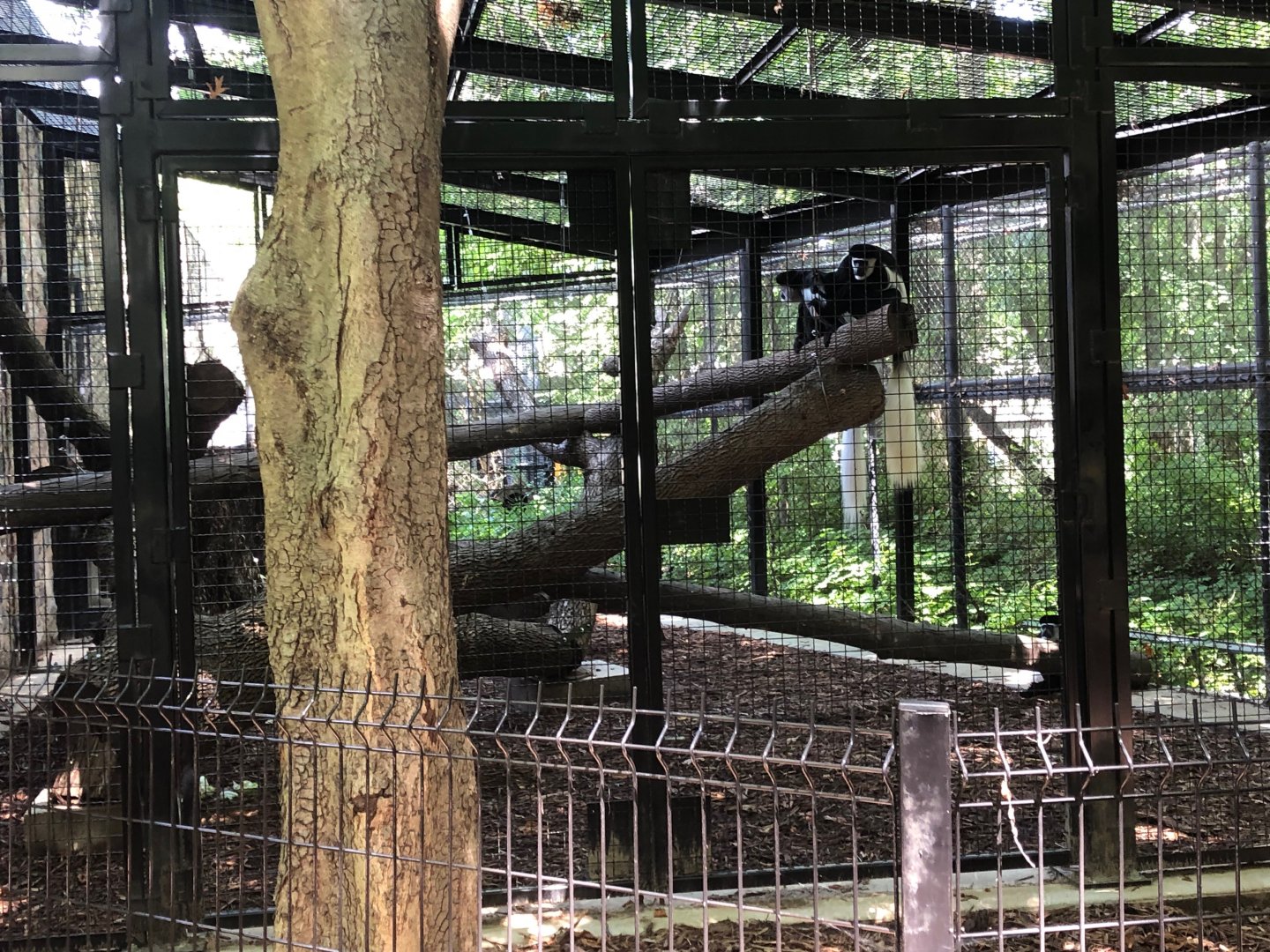 Colobus Monkeys & Outdoor Exhibit