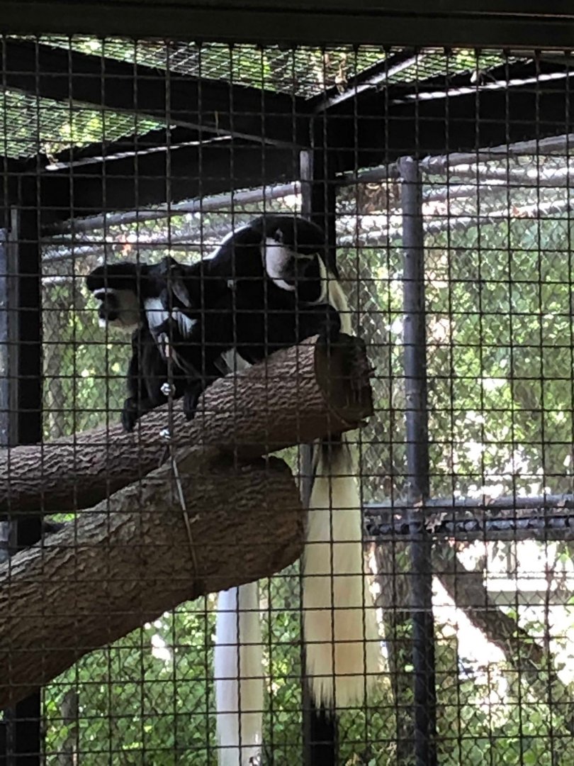 Colobus Monkeys (Outside!)