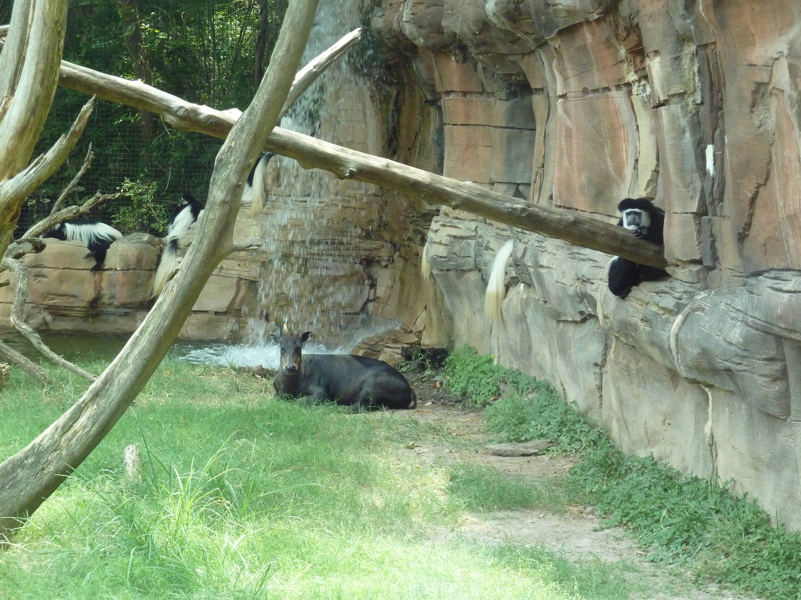 Colobus Monkeys + Yellow-Backed Duiker