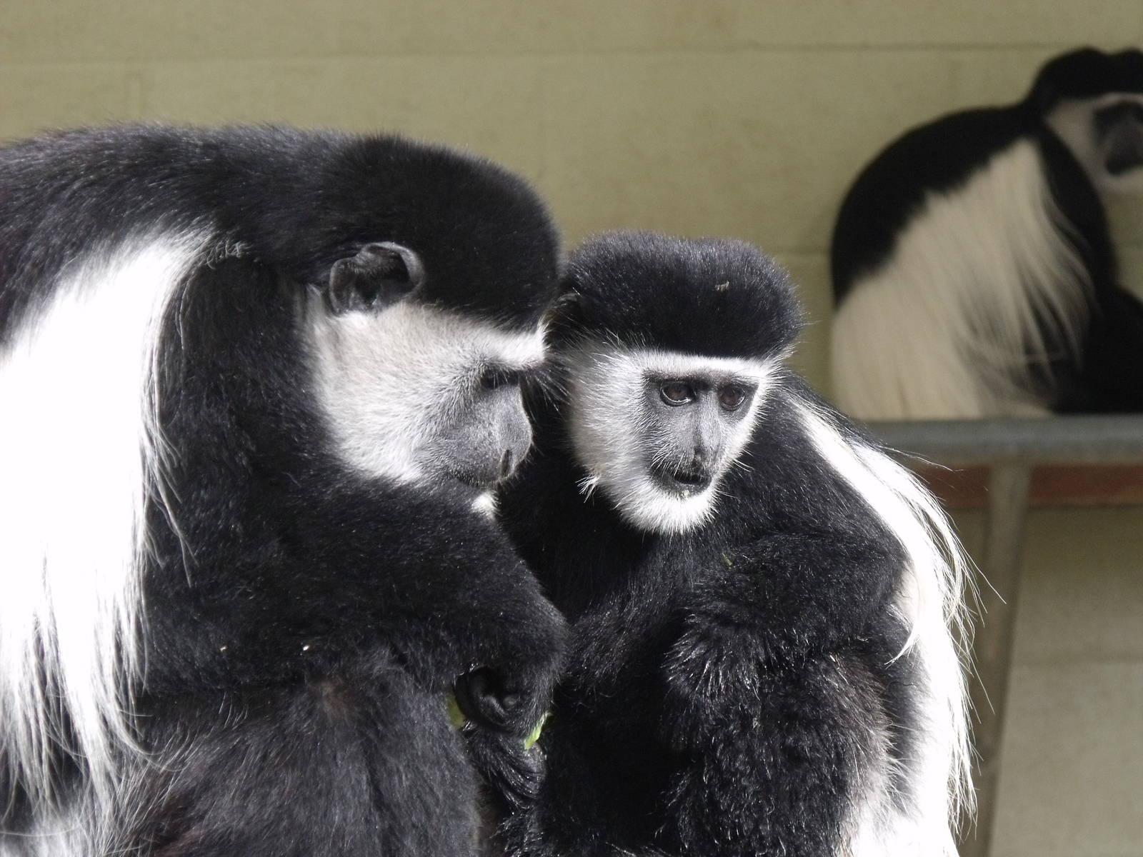 Colobus Monkeys