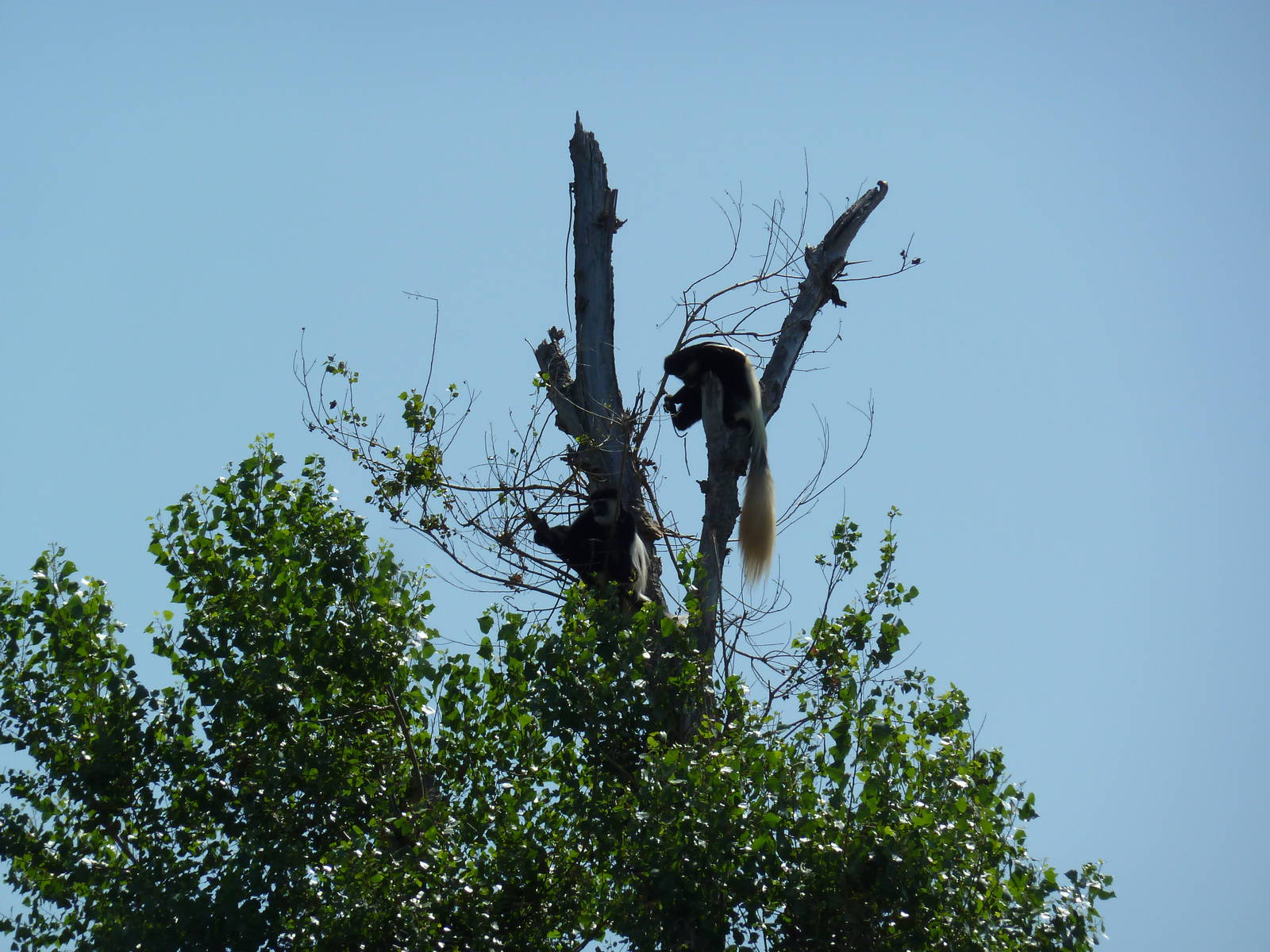 Colobus Monkeys