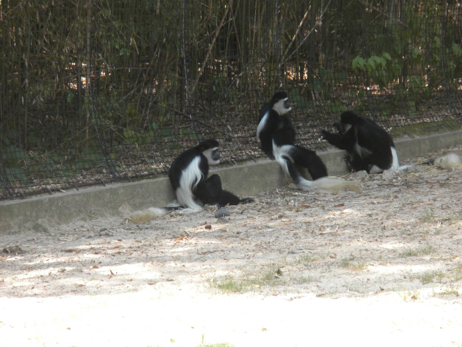 Colobus Monkeys