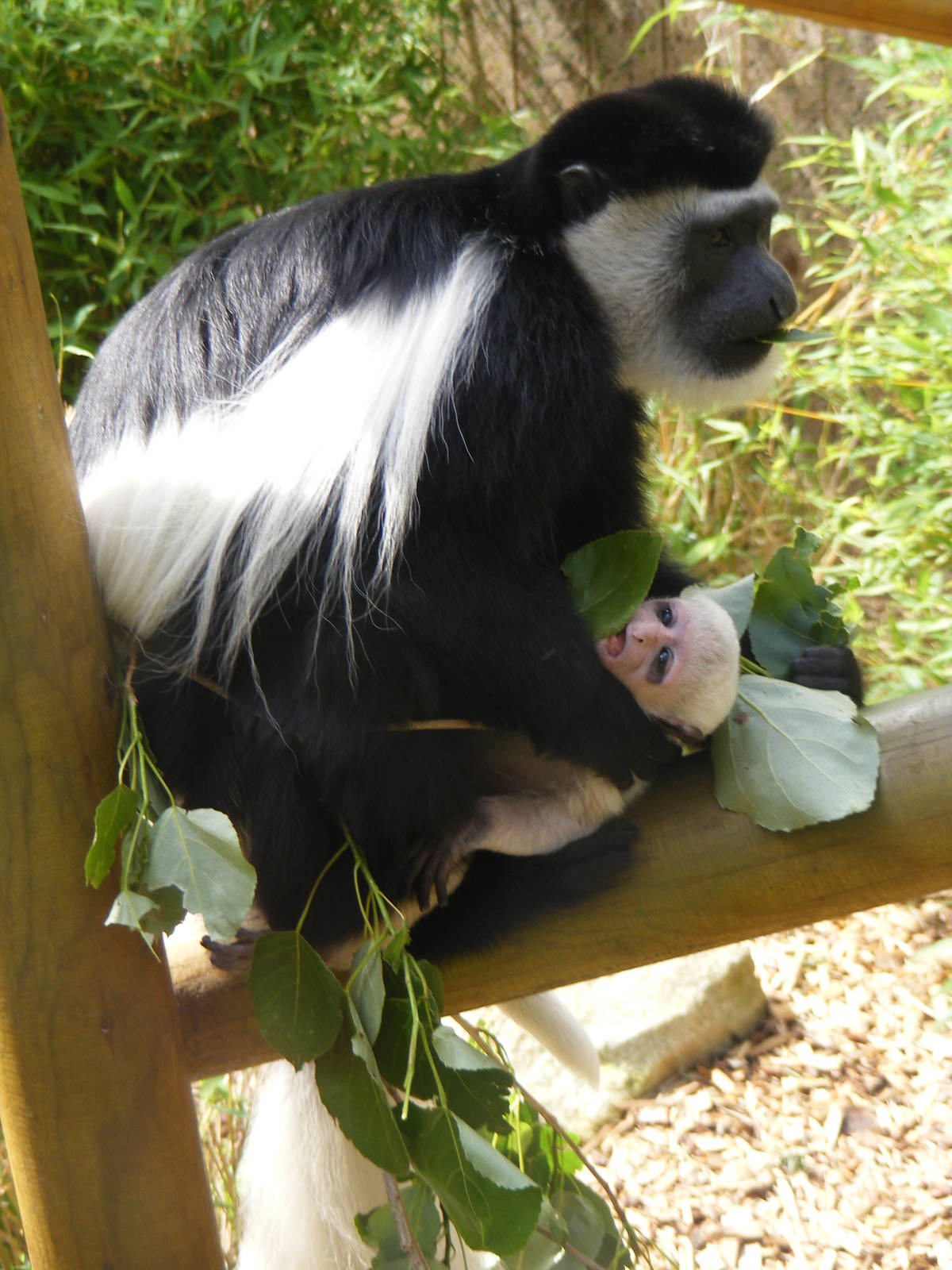 Colobus monkeys