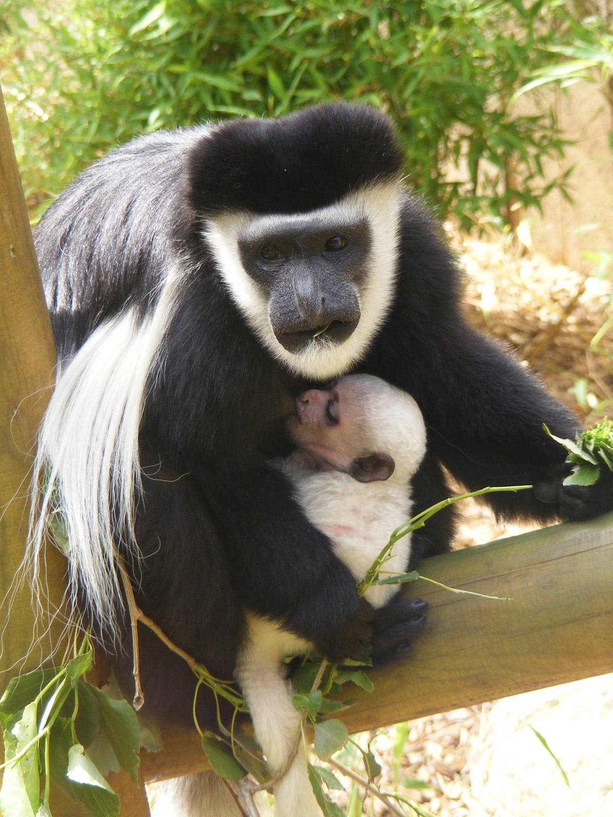 Colobus monkeys