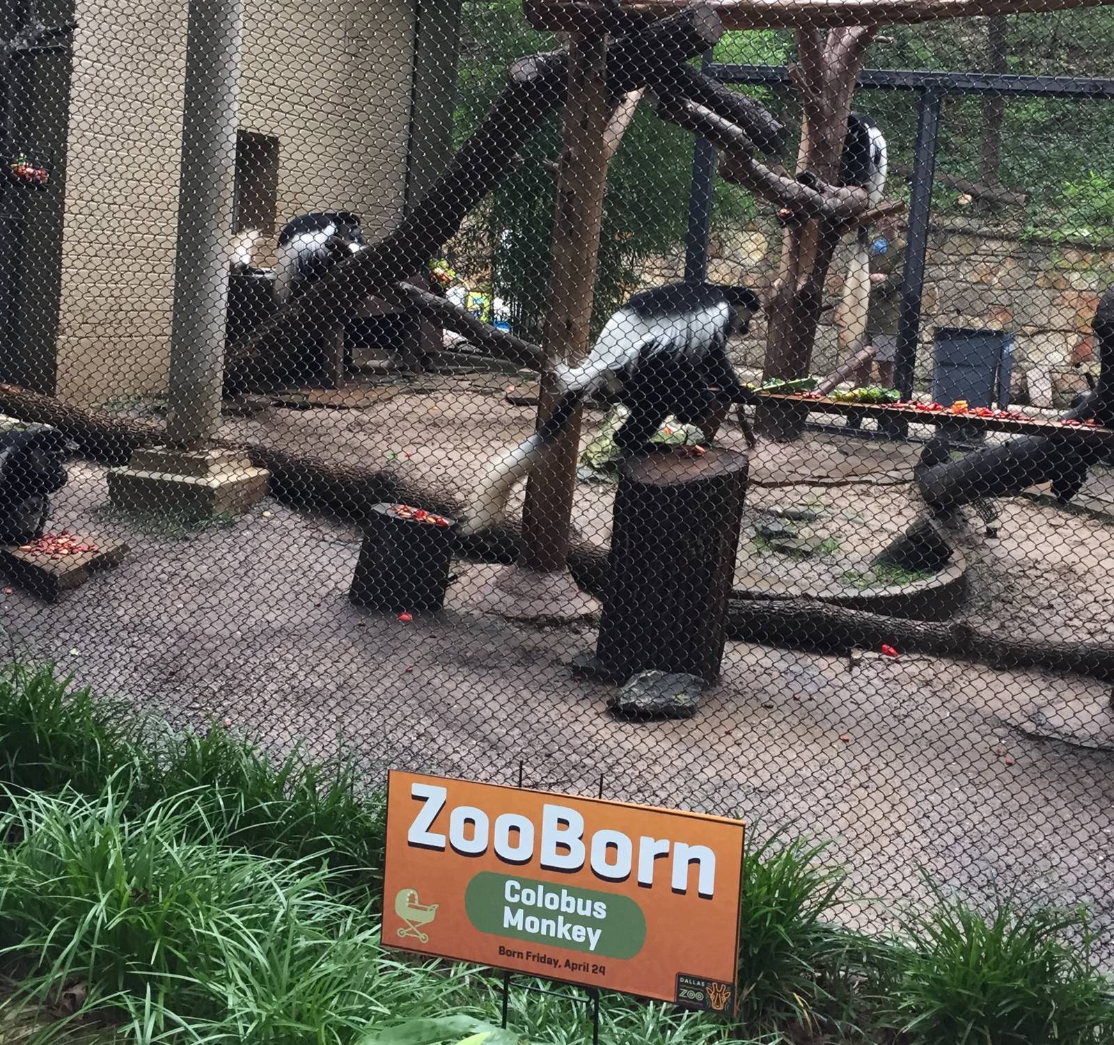 Colobus Monkeys