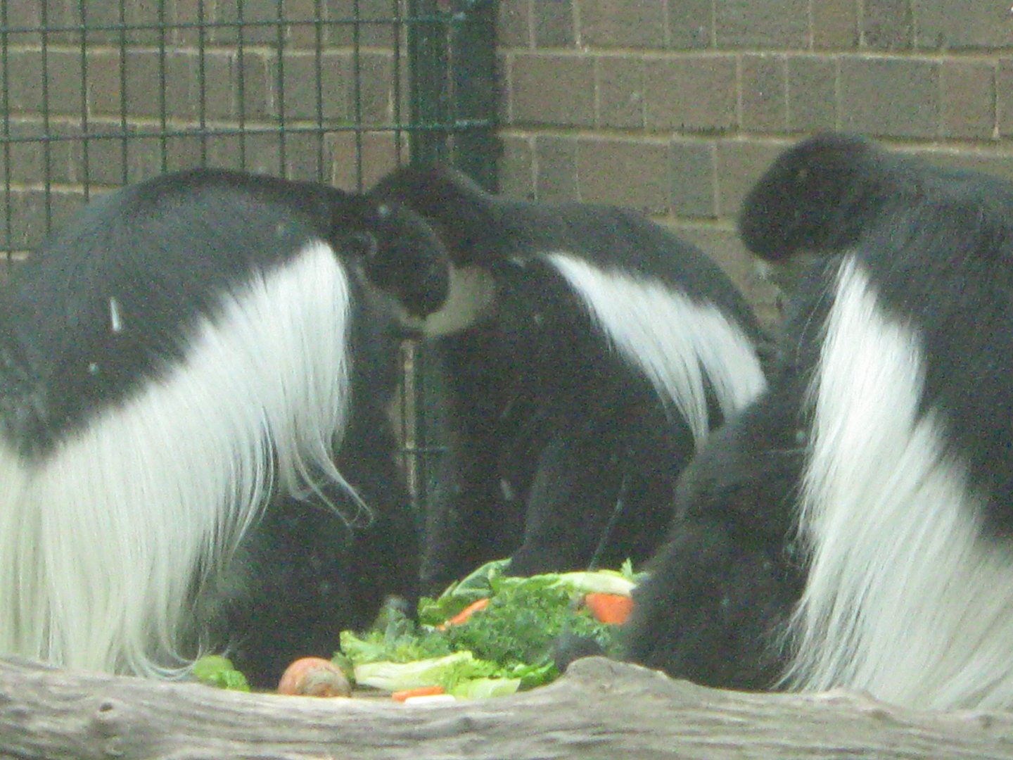 Colobus Monkeys