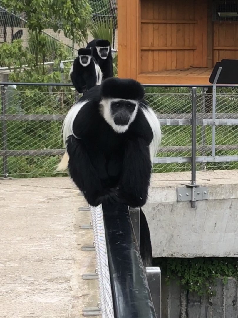 Colobus Monkeys