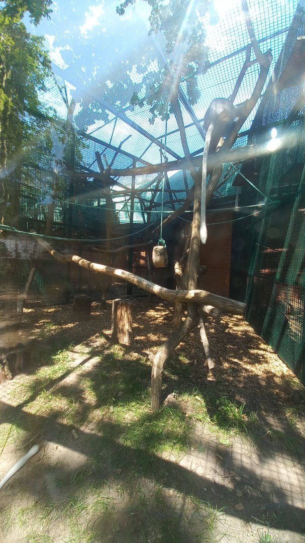 Colobus - outdoor enclosure