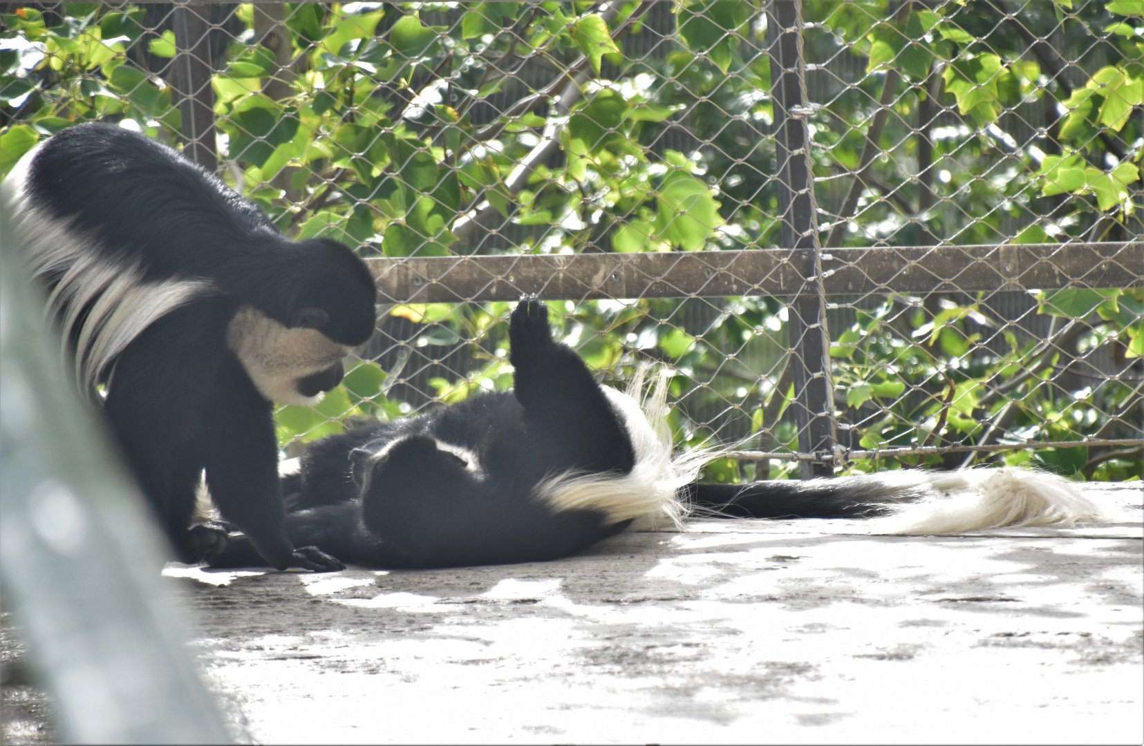 Colobus playing on the path in the Snowdon