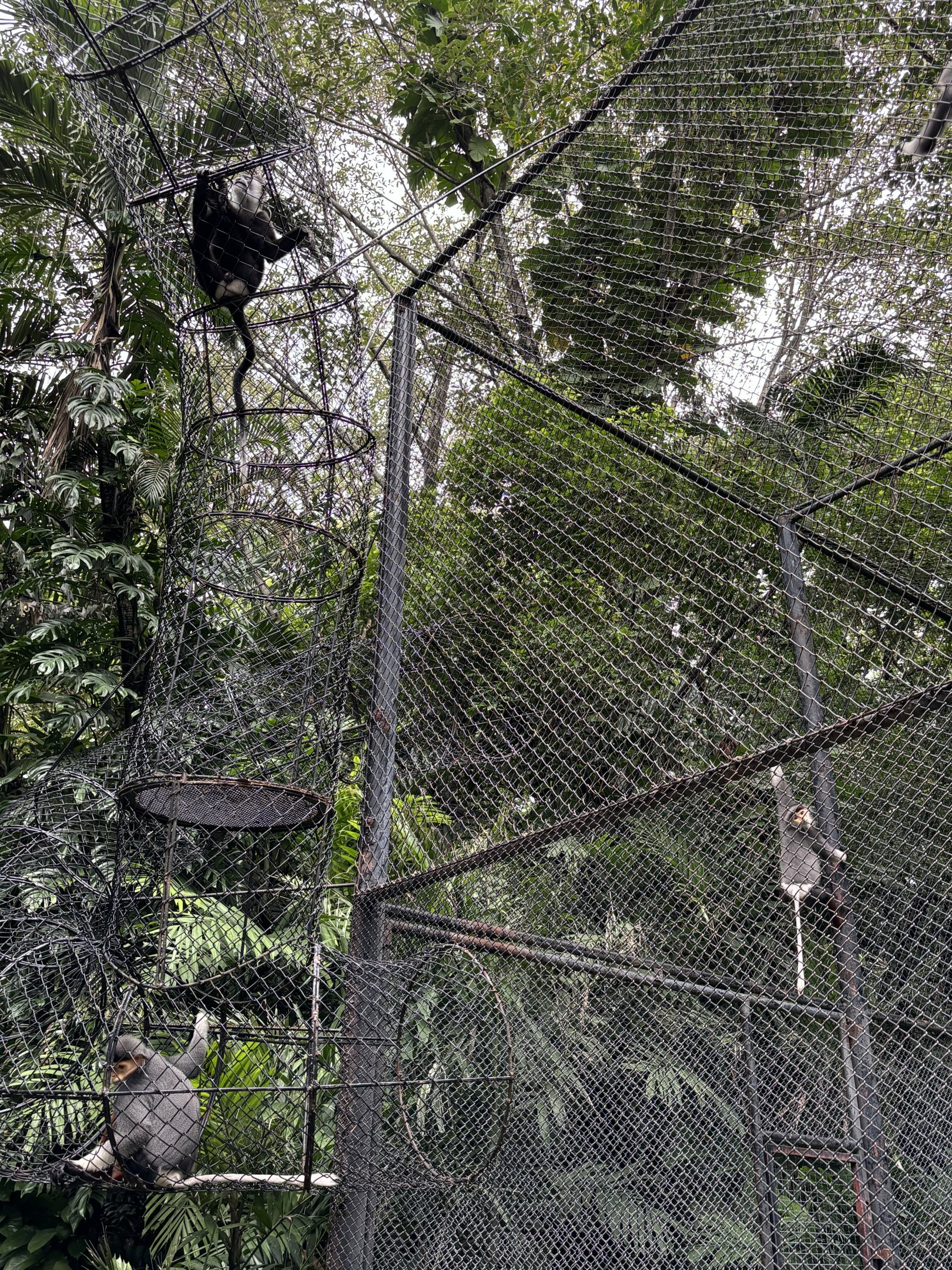 Colobus + Red-shanked Douc Langurs
