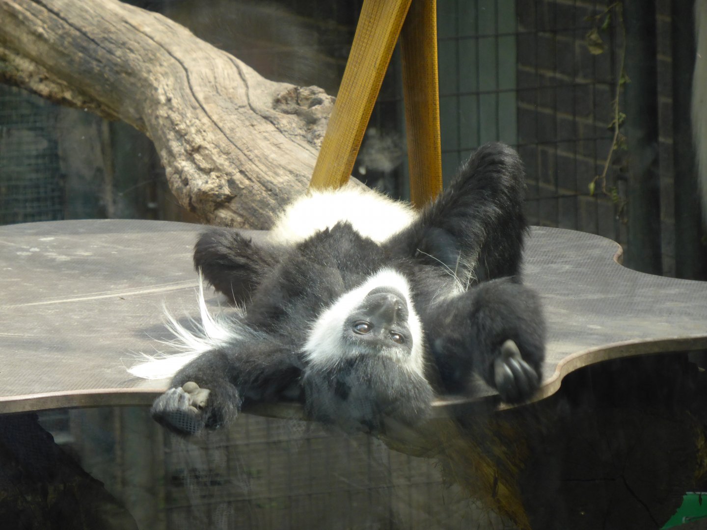Colobus relaxing