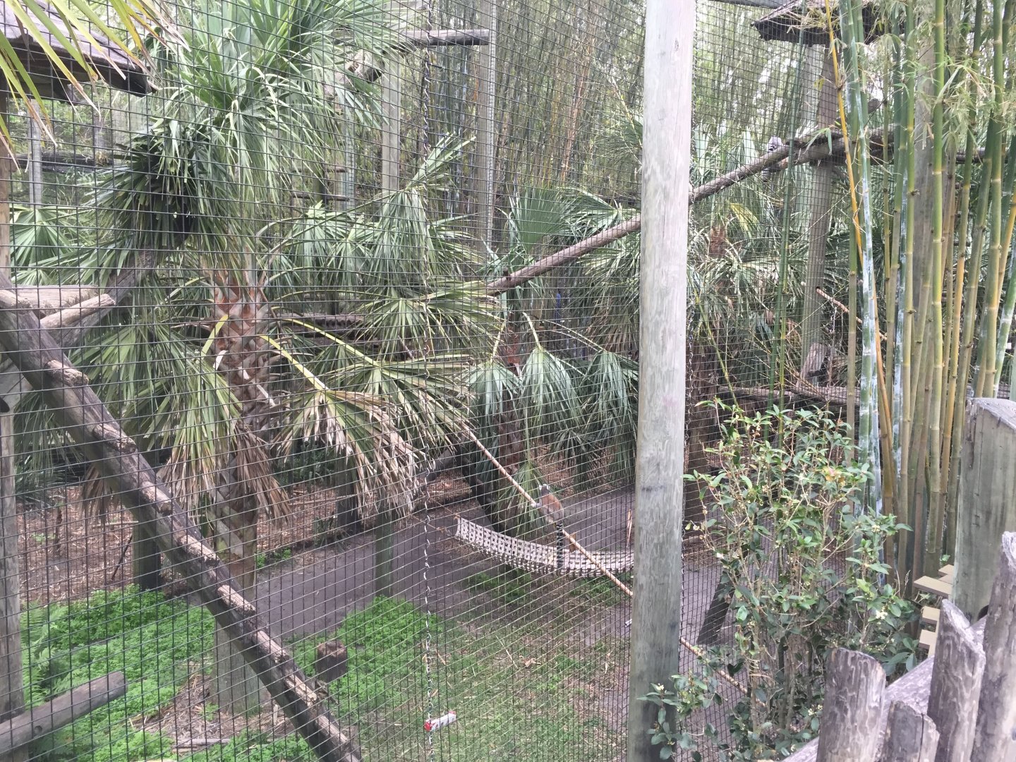 Colobus/Ring-Tailed Lemur/Black-and-White Ruffed Lemur (Geographic hodgepodge in one enclosure!)