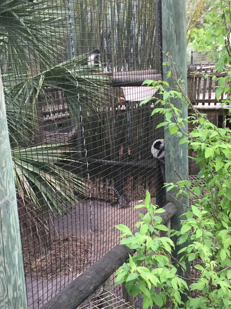 Colobus/Ring-Tailed Lemur/Black-and-White Ruffed Lemur (Geographic hodgepodge in one enclosure!)