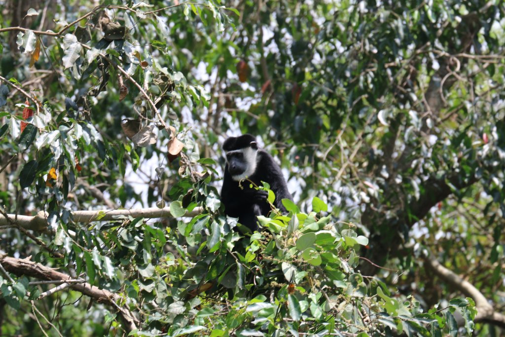 Colobus - wild animal