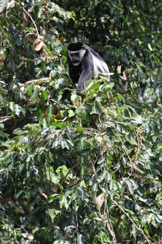 Colobus - wild animal