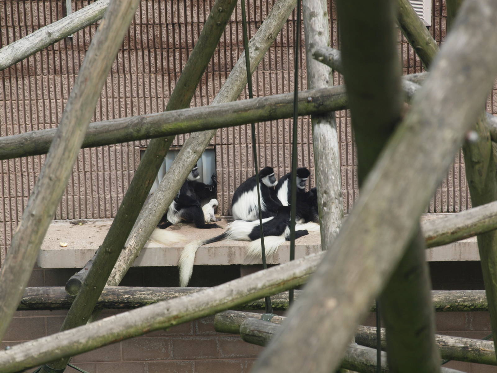 Colobus with baby