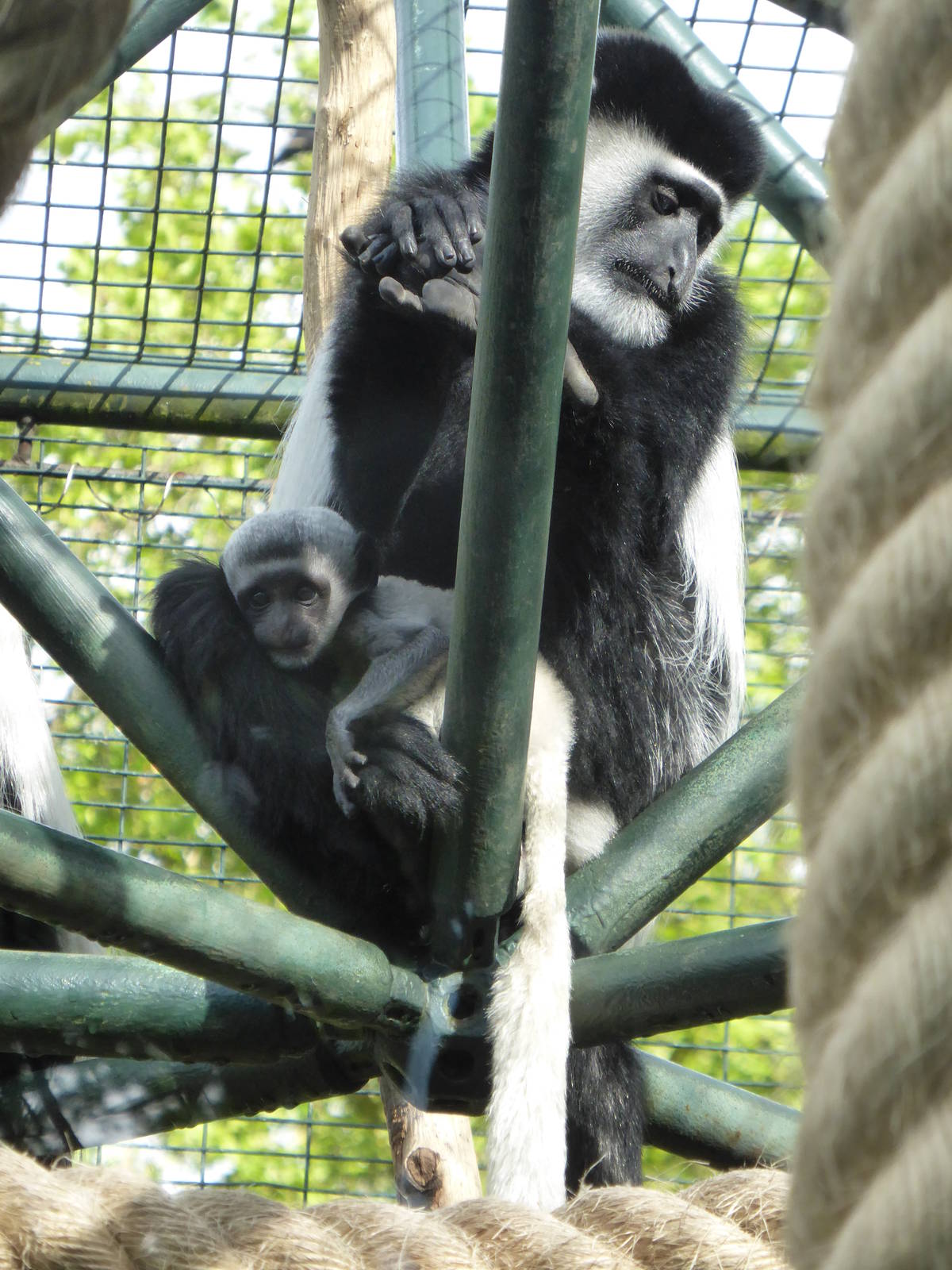 Colobus with baby