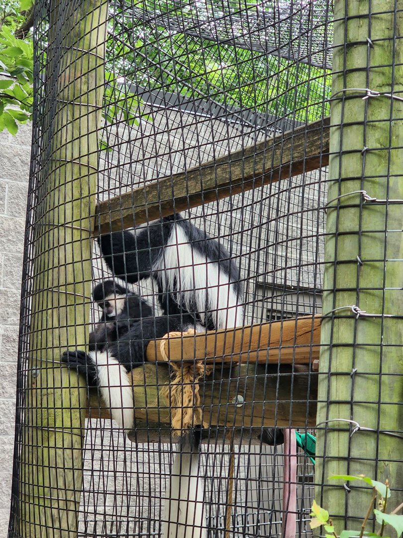 Colobus with Infant
