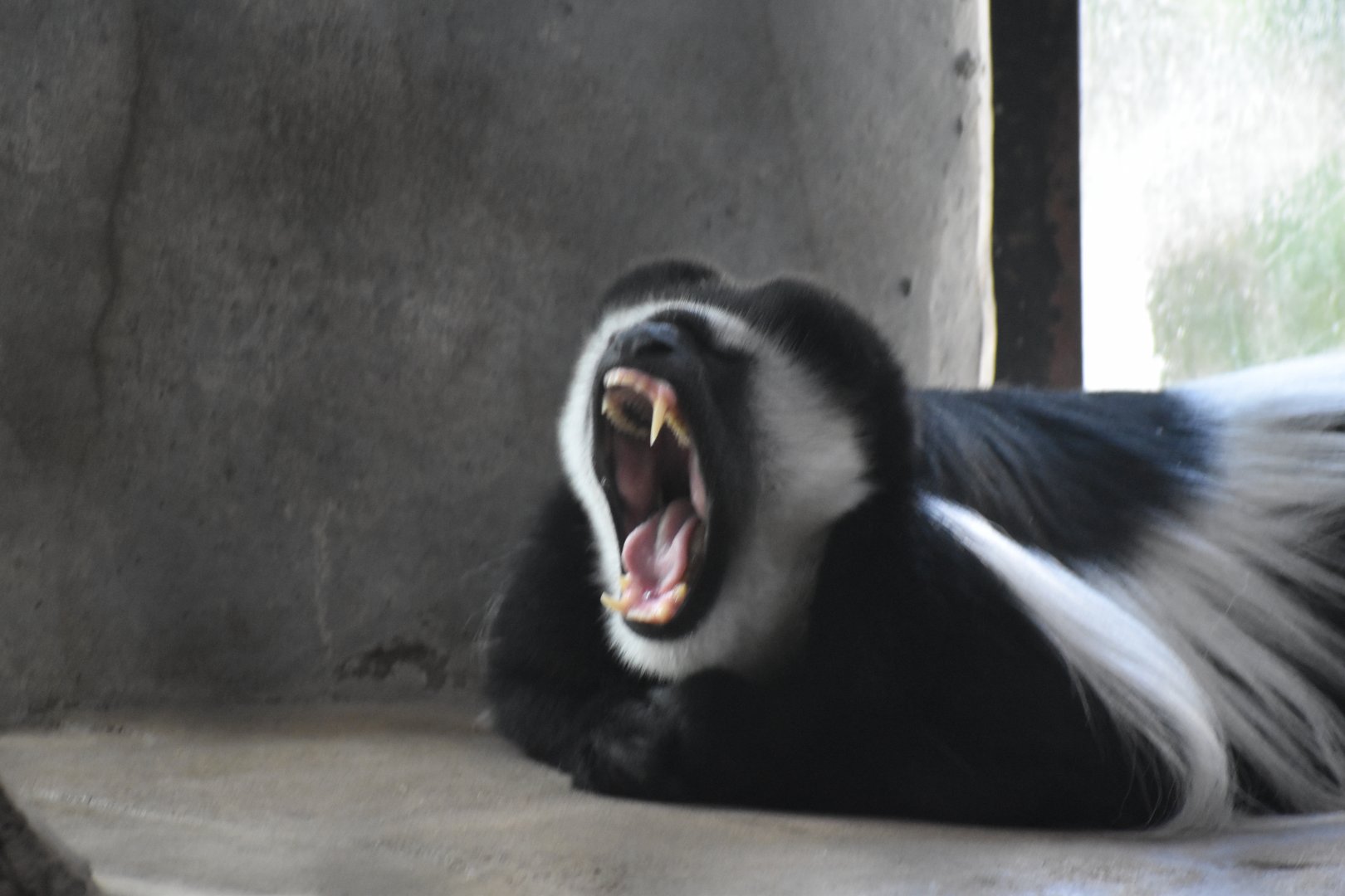Colobus Yawn
