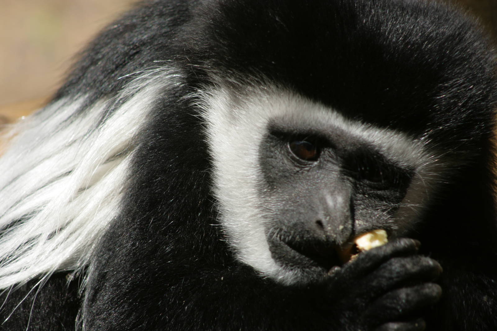 Colobus