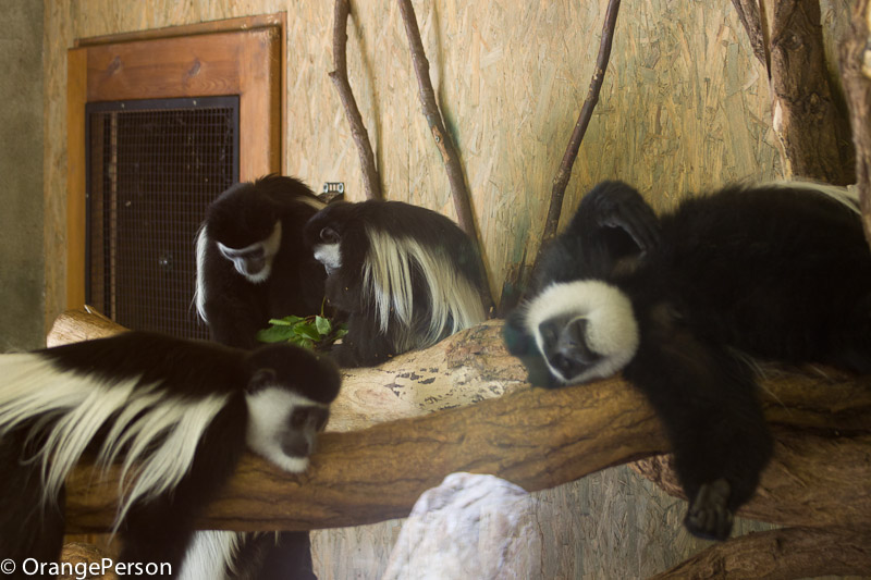 Colobus