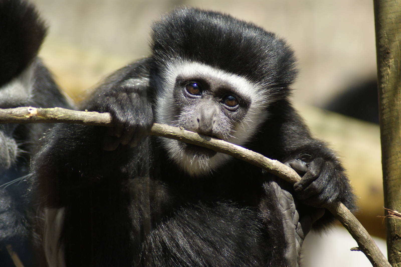 colobus