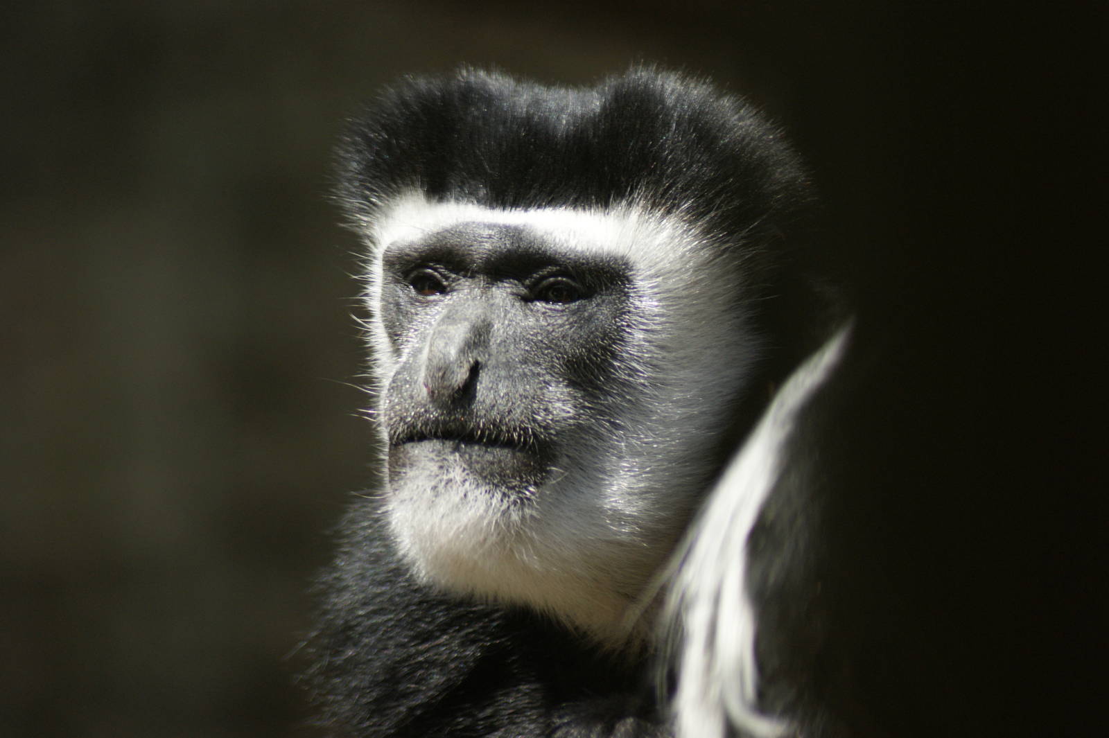 colobus
