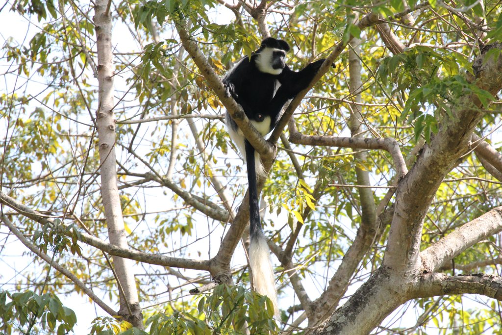 Colobus