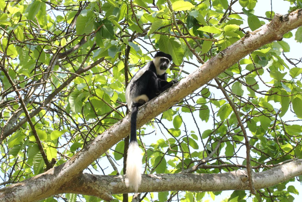 Colobus
