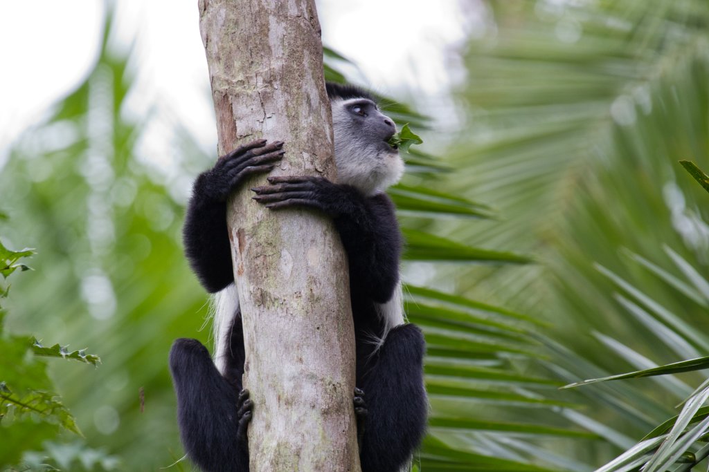 Colobus