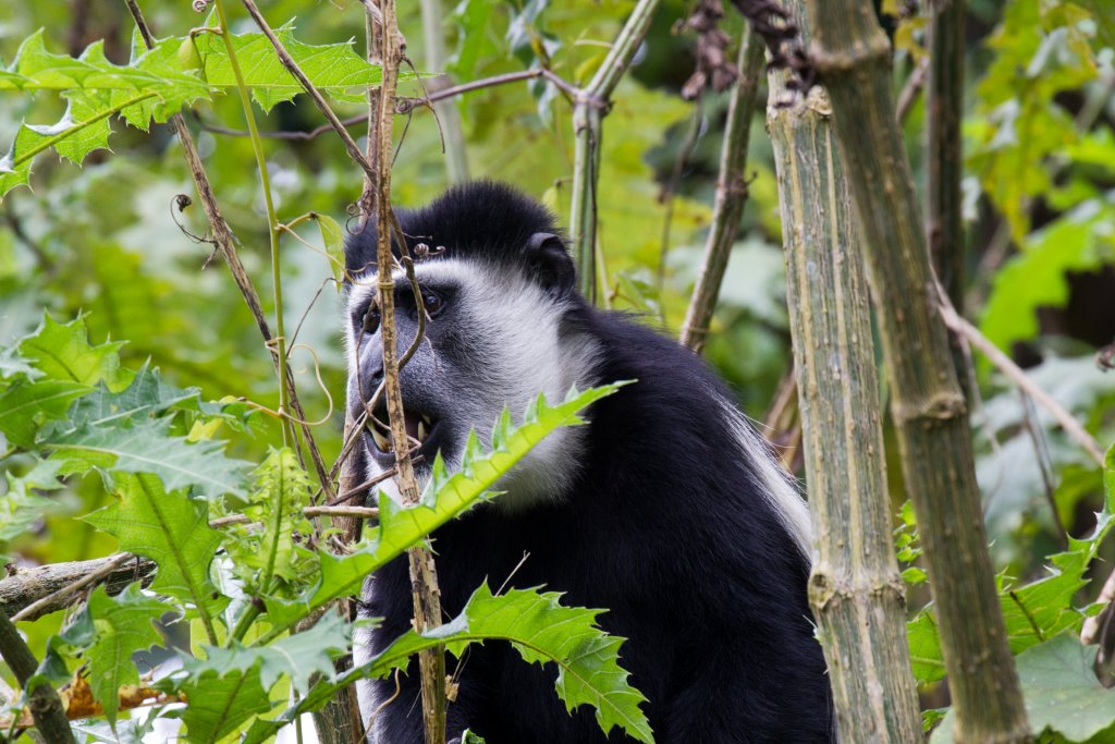 Colobus