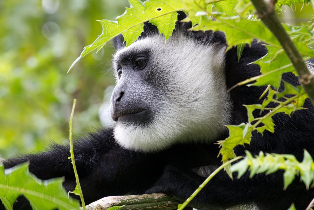 Colobus