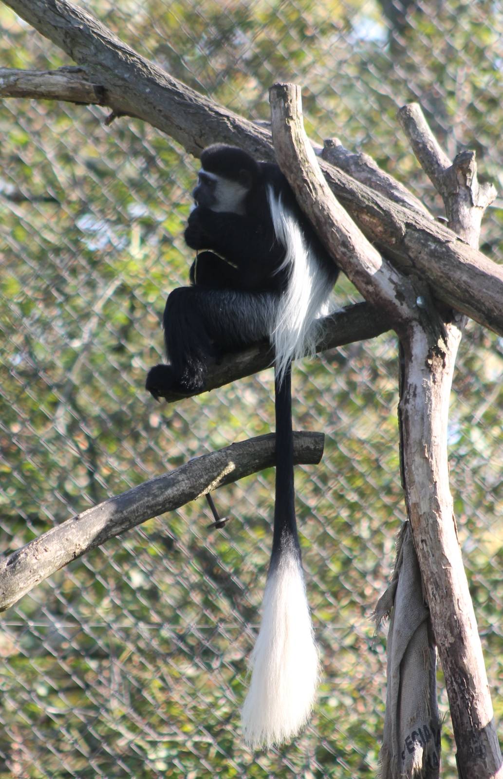Colobus