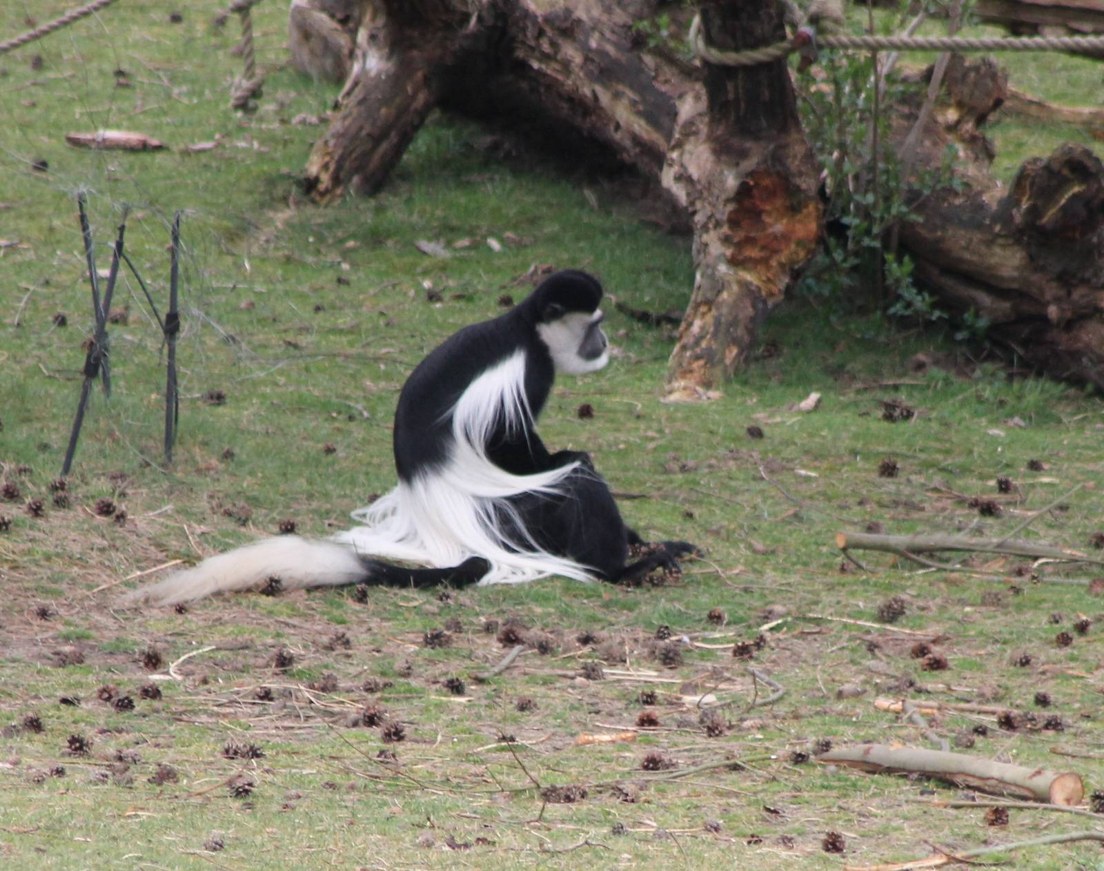 Colobus