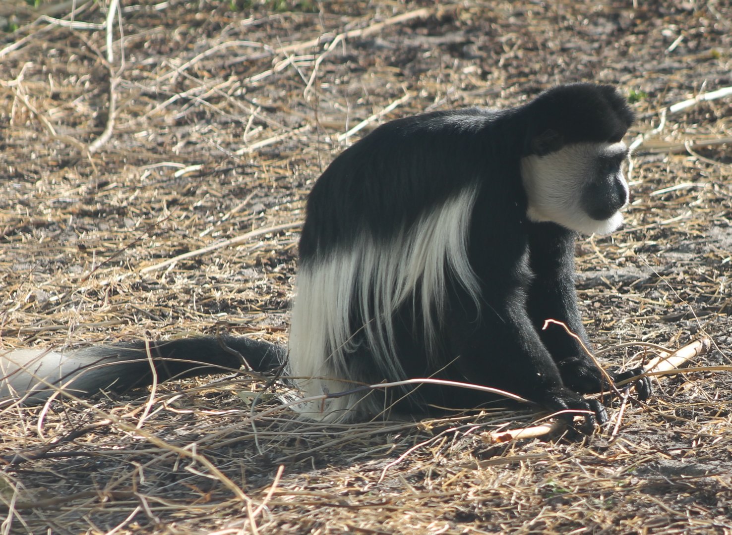 Colobus