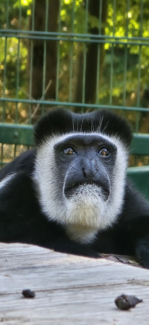 Colobus