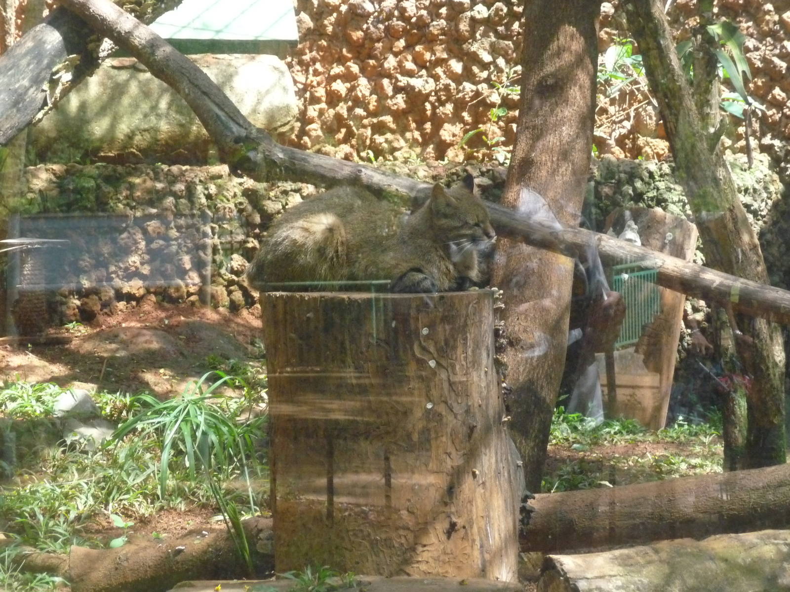 colocolo brasilia zoo
