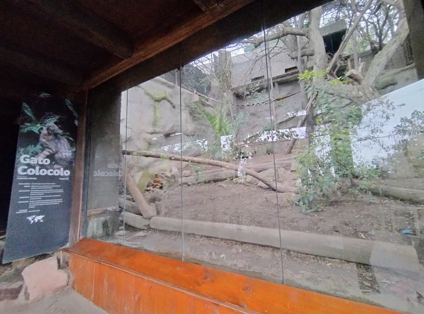 Colocolo exhibit - Santiago zoo (Zoologico nacional)