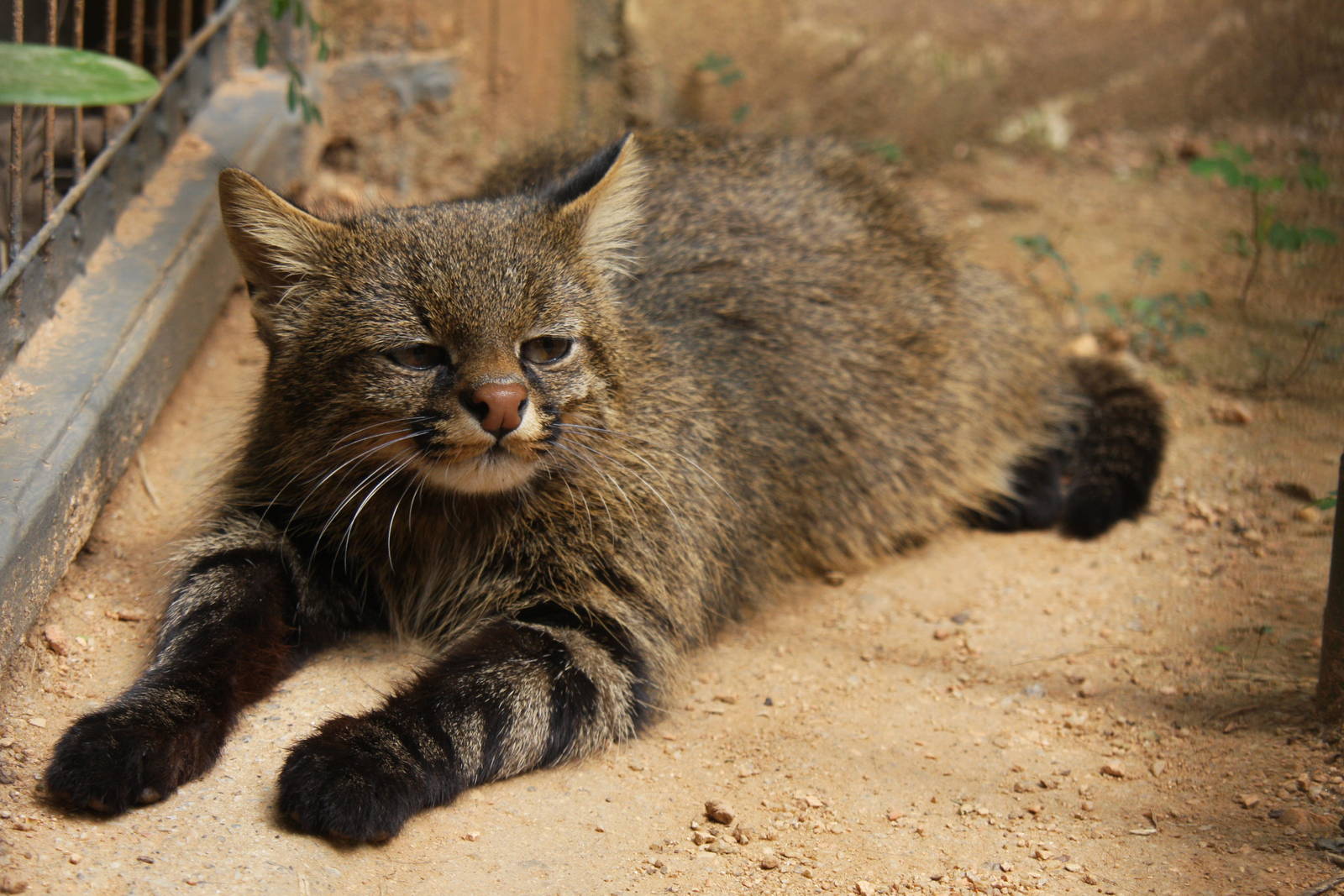Colocolo (Leopardus colocolo)