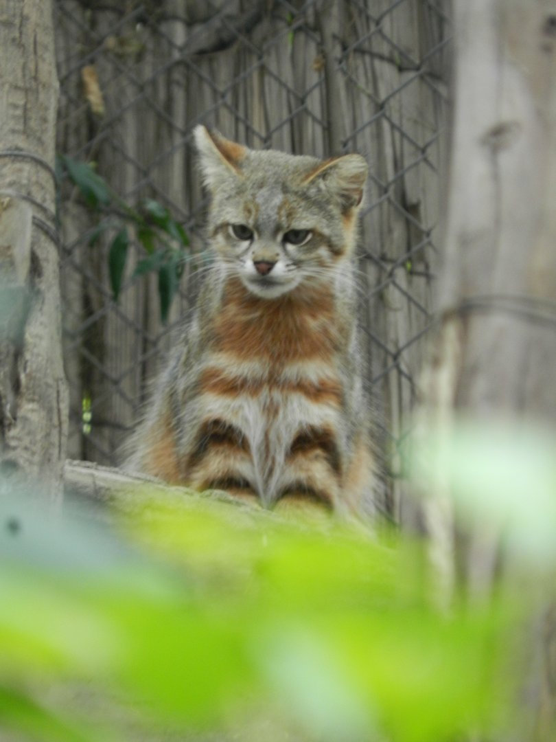 Colocolo - Santiago zoo (Zoologico nacional)
