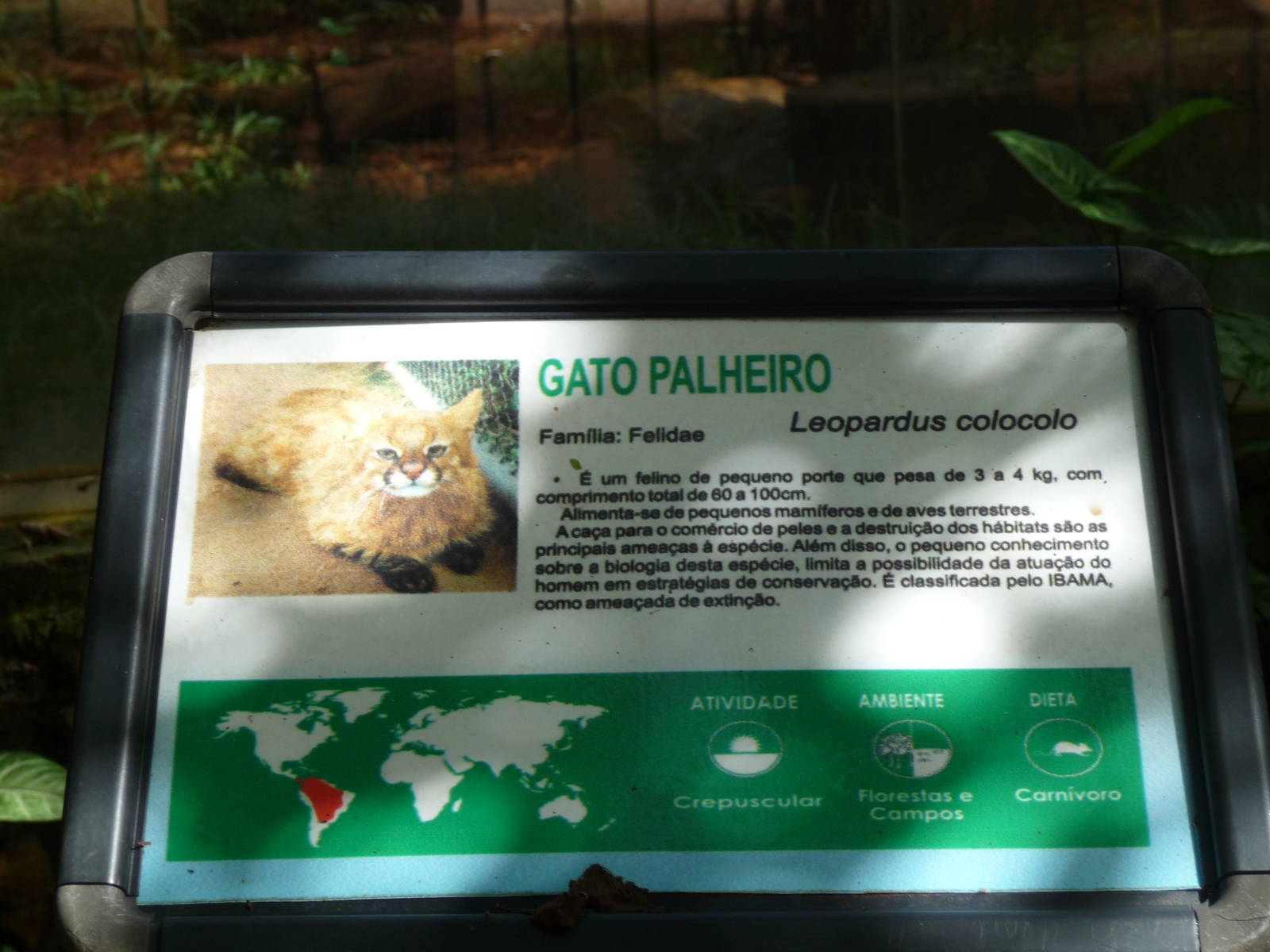 colocolo sign brazilia zoo