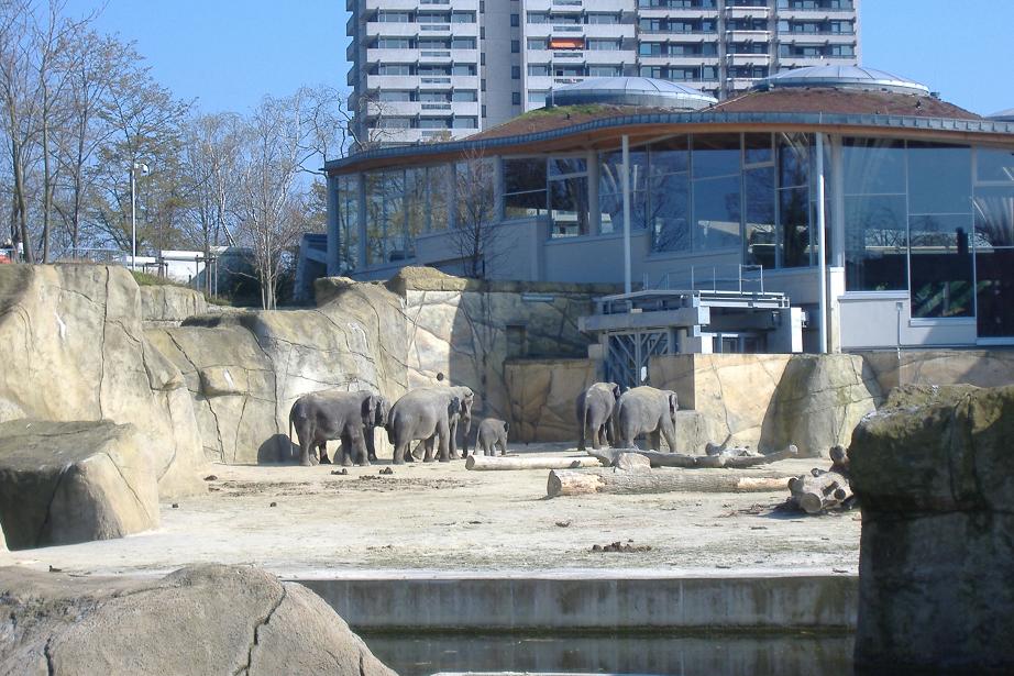 Cologne Elephants