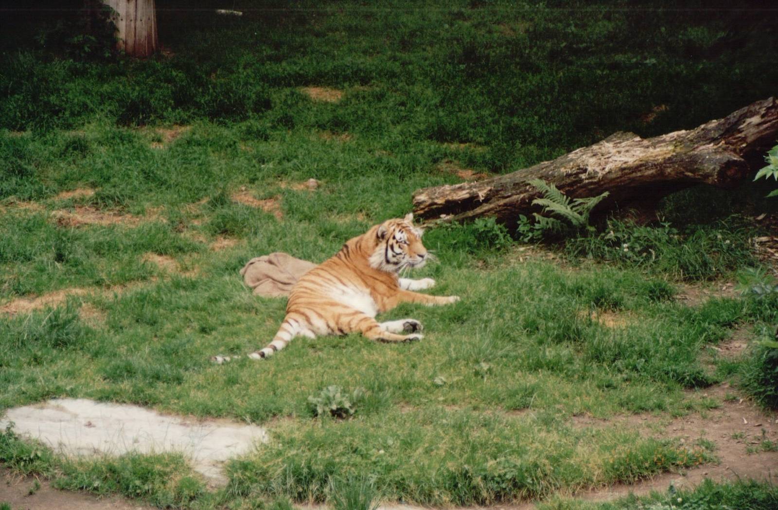 Cologne Zoo 1999 - Amur Tiger
