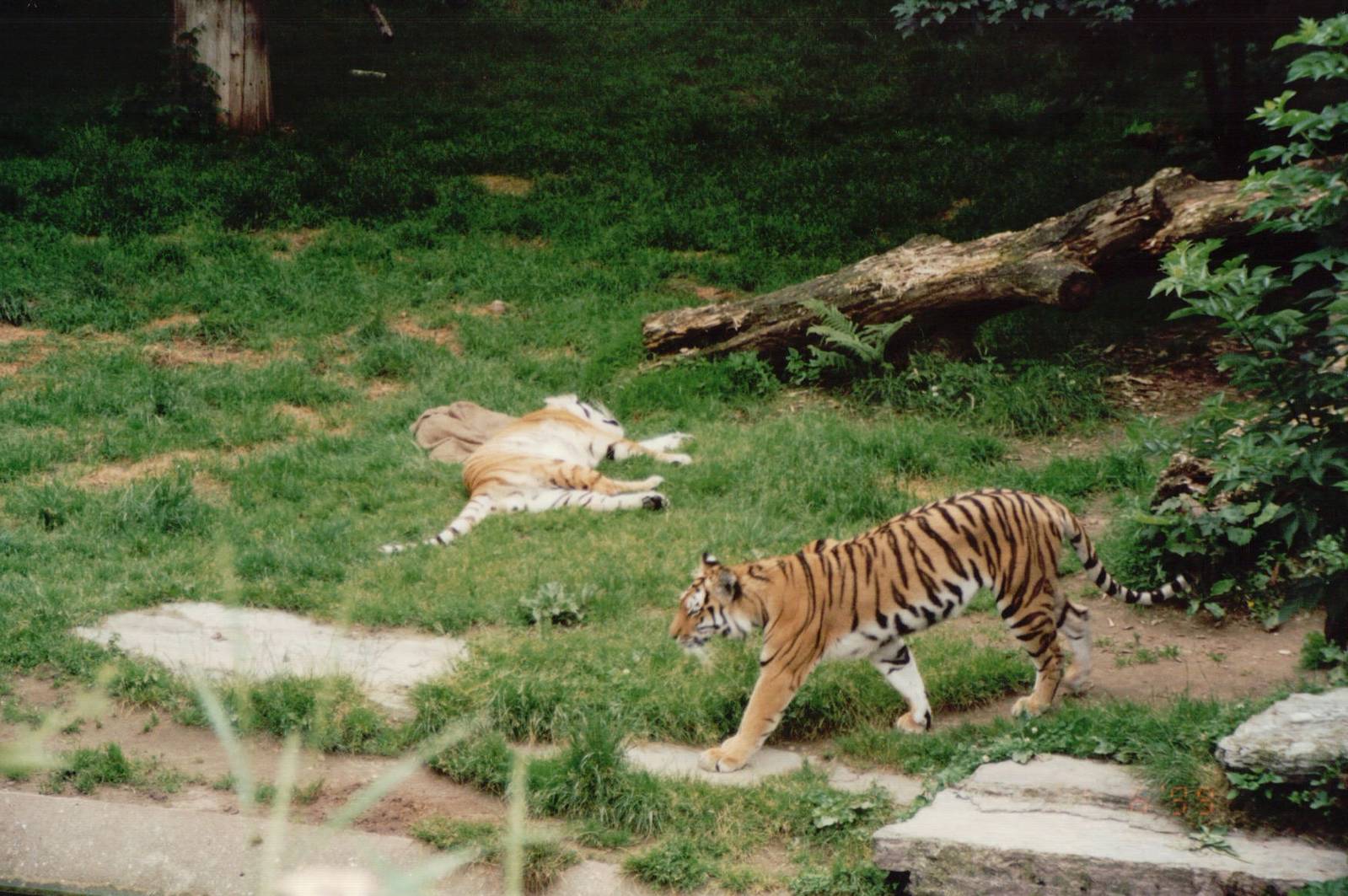 Cologne Zoo 1999 - Amur Tigers