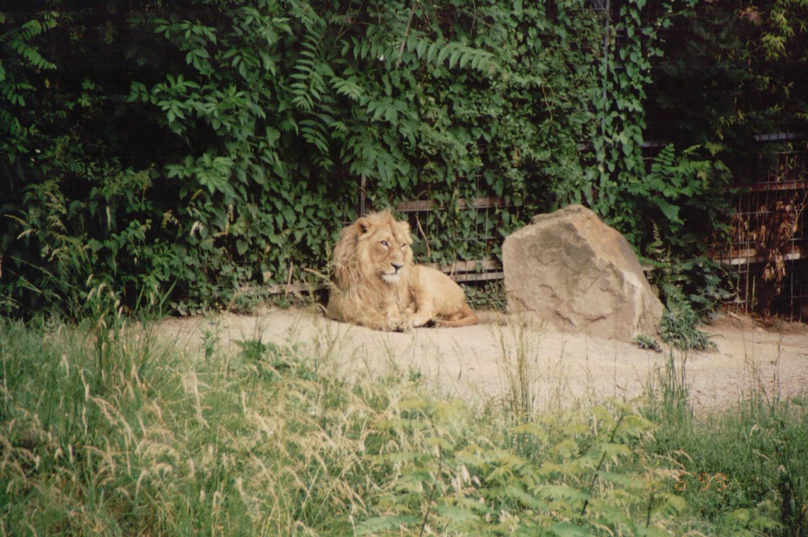 Cologne Zoo 1999 - Asiatic Lion male